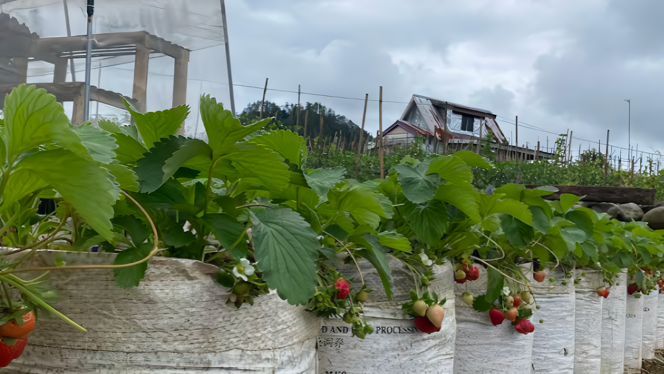 Keunggulan Gizi dan Kesehatan